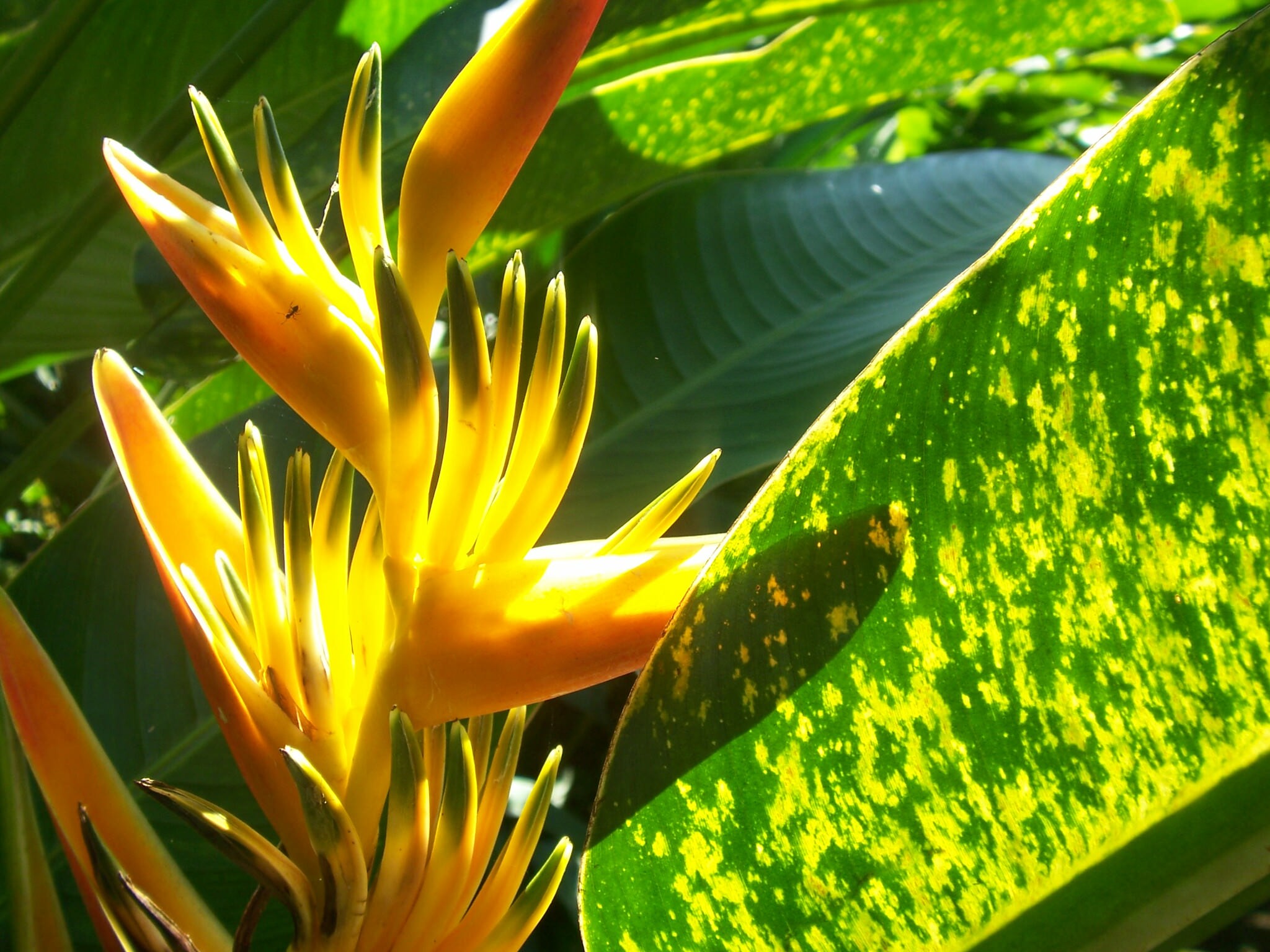 Heliconia psittacorum 'Golden Torch'
